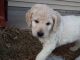 Golden Doodle Puppies for sale in Minneapolis, MN, USA. price: NA