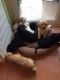 Golden Doodle Puppies for sale in Albany, NY, USA. price: $400