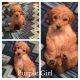 Golden Doodle Puppies for sale in Portsmouth, OH 45662, USA. price: NA