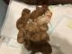 Golden Doodle Puppies for sale in Grand Ledge, MI 48837, USA. price: NA