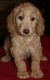 Golden Doodle Puppies for sale in Mt Vernon, OH 43050, USA. price: NA