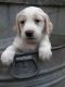 Golden Doodle Puppies for sale in Louisa, VA 23093, USA. price: NA