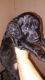 Golden Doodle Puppies for sale in Brooksville, FL 34601, USA. price: $800