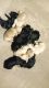 Golden Doodle Puppies for sale in Marysville, OH 43040, USA. price: NA
