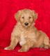 Golden Doodle Puppies for sale in California St, San Francisco, CA, USA. price: NA