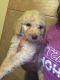 Golden Doodle Puppies for sale in Loxahatchee, FL 33412, USA. price: NA