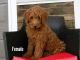 Golden Doodle Puppies for sale in Millersburg, OH 44654, USA. price: NA