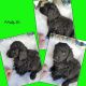 Golden Doodle Puppies for sale in London, KY, USA. price: NA