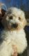Golden Doodle Puppies for sale in Eubank, KY 42567, USA. price: NA