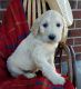 Golden Doodle Puppies for sale in Grabill, IN 46741, USA. price: $750