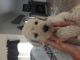 Golden Doodle Puppies for sale in Lake City, FL, USA. price: NA