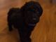 Golden Doodle Puppies for sale in St Pauls, NC 28384, USA. price: $1,000