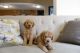 Golden Doodle Puppies for sale in Palm City, FL, USA. price: $2,000