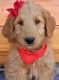 Golden Doodle Puppies for sale in Lake Geneva, WI 53147, USA. price: $1,200