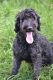 Golden Doodle Puppies for sale in Hickory, NC, USA. price: $1,200