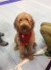 Golden Doodle Puppies for sale in Elk Mound, WI 54739, USA. price: $1,100