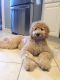 Golden Doodle Puppies for sale in Cleveland, OH, USA. price: $800