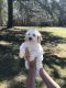 Golden Doodle Puppies for sale in Hamilton, AL, USA. price: $1,500