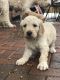 Golden Doodle Puppies for sale in Pueblo, CO 81001, USA. price: NA