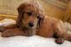 Golden Doodle Puppies for sale in Beaverton, OR, USA. price: NA
