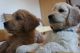 Golden Doodle Puppies for sale in Sammamish, WA, USA. price: NA