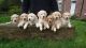 Golden Doodle Puppies for sale in Seattle, WA, USA. price: $600