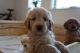 Golden Doodle Puppies for sale in El Paso, TX, USA. price: NA