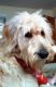 Golden Doodle Puppies for sale in Wooster, OH 44691, USA. price: NA