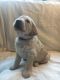 Golden Doodle Puppies for sale in Brooklyn, MS 39425, USA. price: NA