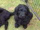 Golden Doodle Puppies for sale in Sammamish, WA, USA. price: NA