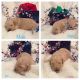 Golden Doodle Puppies for sale in Portland, ND 58274, USA. price: NA