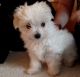 Golden Doodle Puppies for sale in Mukilteo, WA, USA. price: NA