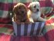 Golden Doodle Puppies for sale in Ann Arbor, MI, USA. price: NA