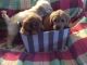 Golden Doodle Puppies for sale in El Segundo, CA 90245, USA. price: NA