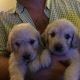 Golden Doodle Puppies for sale in White Hall, AR 71602, USA. price: NA