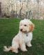 Golden Doodle Puppies for sale in Austell, GA, USA. price: $500