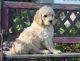 Golden Doodle Puppies for sale in Dover, DE, USA. price: $600