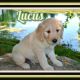 Golden Doodle Puppies for sale in Canton, OH, USA. price: NA