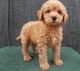 Golden Doodle Puppies for sale in Glastonbury, CT, USA. price: NA