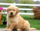 Golden Doodle Puppies for sale in Pittsburgh, PA 15255, USA. price: NA