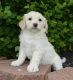 Golden Doodle Puppies for sale in Seattle, WA, USA. price: NA