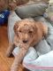 Golden Doodle Puppies for sale in South Euclid, OH, USA. price: $850