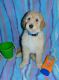 Golden Doodle Puppies for sale in Denver, CO 80233, USA. price: $1,100
