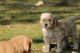 Golden Doodle Puppies for sale in Beverly Hills, CA, USA. price: NA