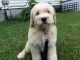 Golden Doodle Puppies for sale in Glover, VT 05839, USA. price: NA
