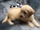 Golden Doodle Puppies for sale in Florida Ave S, Lakeland, FL, USA. price: NA