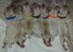 Golden Doodle Puppies for sale in Thomasville, GA, USA. price: NA