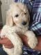Golden Doodle Puppies for sale in Florida Ave NW, Washington, DC, USA. price: NA