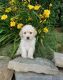 Golden Doodle Puppies for sale in Missouri Ave, Herndon, VA 20170, USA. price: NA