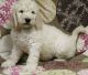 Golden Doodle Puppies for sale in Ohio Dr SW, Washington, DC, USA. price: NA